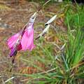 Dierama sp. flowers, Mary Sue Ittner Dierama sp. flowers, Mary Sue Ittner