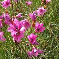 Dierama trichorhizum, Cameron McMaster [Shift+click to enlarge, Click to go to wiki entry]