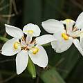 Dietes butcheriana, Sharon Louw, iNaturalist, CC BY-NC Dietes butcheriana, Sharon Louw, iNaturalist, CC BY-NC