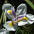 Dietes grandiflora, Mary Sue Ittner Dietes grandiflora, Mary Sue Ittner