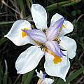Dietes grandiflora, Kei River mouth, Cameron McMaster Dietes grandiflora, Kei River mouth, Cameron McMaster