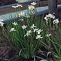Dietes grandiflora, Mary Sue Ittner Dietes grandiflora, Mary Sue Ittner