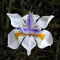 Dietes grandiflora, Mary Sue Ittner Dietes grandiflora, Mary Sue Ittner