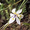 Dietes iridioides, Amatola Mountains, Cameron McMaster Dietes iridioides, Amatola Mountains, Cameron McMaster