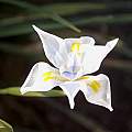 Dietes iridioides, Amatola Mountains, Cameron McMaster Dietes iridioides, Amatola Mountains, Cameron McMaster