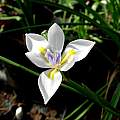 Dietes iridioides, Cameron McMaster Dietes iridioides, Cameron McMaster