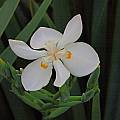 Dietes robinsoniana, Mary Sue Ittner Dietes robinsoniana, Mary Sue Ittner