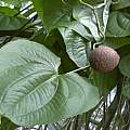 Dioscorea bulbifera, Forest & Kim Starr, CC BY 3.0