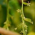 Dioscorea bulbifera, Dinesh Valke, CC BY-SA 2.0