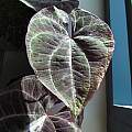 Dioscorea discolor, leaf, Nhu Nguyen