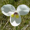 Diplarrena moraea, Rob Hamilton