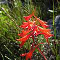 Disa ferruginea, Boskloof, Cameron McMaster [Shift+click to enlarge, Click to go to wiki entry]