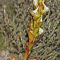 Disa ovalifolia, Felix Riegel, iNaturalist, CC BY-NC