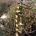 Disa salteri, iNaturalist, Campbell Fleming, CC BY-NC