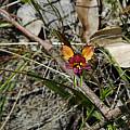 Diuris longifolia, Kalgan River, Mary Sue Ittner