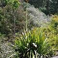 Doryanthes excelsa, UC Botanical Garden