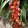 Doryanthes palmeri, UC Botanical Garden