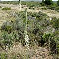 Drimia capensis, Cameron McMaster