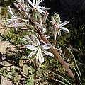 Drimia filifolia, Cameron McMaster [Shift+click to enlarge, Click to go to wiki entry]