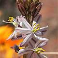 Drimia multifolia, Kamiesberg, Andrew Harvie [Shift+click to enlarge, Click to go to wiki entry]
