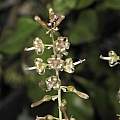 Drimia sphaerocephala, Dylan Hannon