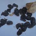 Drimia zambesiaca seed, Nicholas Wightman