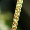 Drimiopsis sp. Kampersrus, petiole, Nhu Nguyen