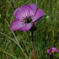 Drosera cistiflora,  Tulbagh, Bob Rutemoeller