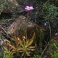 Drosera hilaris, Christopher Whitehouse