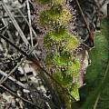 Drosera leaves, Stirling Range National Park,  Mary Sue Ittner