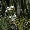 Drosera macrantha, William Bay, Bob Rutemoeller