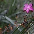 Drosera menziesii, Stirling Range National Park, Bob Rutemoeller
