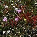 Drosera menziesii, William Bay, Mary Sue Ittner