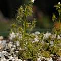 Drosera peltata, Nhu Nguyen