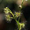 Drosera peltata, Nhu Nguyen