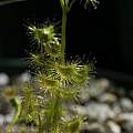 Drosera peltata, Nhu Nguyen
