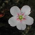 Drosera sp., Stirling Range National Park,  Mary Sue Ittner