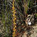 Drosera spp., Stirling Range National Park,  Mary Sue Ittner