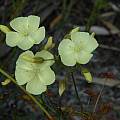 Drosera sulphurea, William Bay, Bob Rutemoeller
