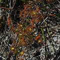 Drosera sulphurea, William Bay, Mary Sue Ittner