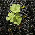 Drosera sulphurea, William Bay, Mary Sue Ittner