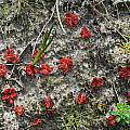 Drosera whittakeri, Grampians, Mary Sue Ittner
