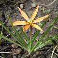 Duthieastrum linifolium, juddkirkel, iNaturalist, CC BY-NC