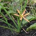 Duthieastrum linifolium, juddkirkel, iNaturalist, CC BY-NC