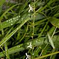 Echeandia parviflora, Dale Denham-Logsdon
