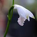Eleorchis japonica white form, Martin Bohnet