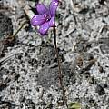 Caladenia brunonis, syn. Elythranthera brunonis, Albany, Bob Rutemoeller