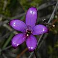 Elythranthera brunonis,Stirling Range National Park, Mary Sue Ittner