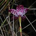 Caladenia brunonis back, syn. Elythranthera brunonis, Stirling Range National Park, Mary Sue Ittner