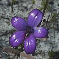 Caladenia brunonis, syn. Elythranthera brunonis, Mary Sue Ittner